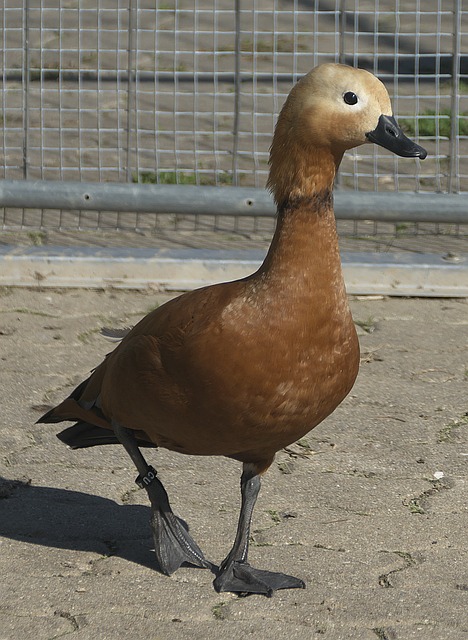 兰与丹麦
